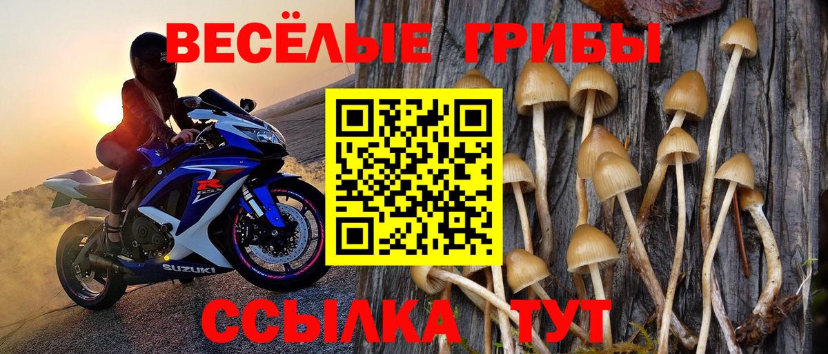 Галлюциногенные грибы GOLDEN TEACHER Новокубанск